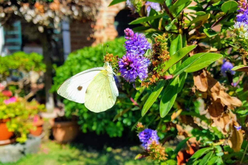 Apartamento Bellavista La Tua Romantica Vacanza Sul Trasimeno Castiglione del Lago Exterior foto